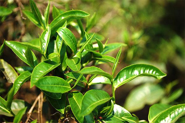 古树茶与母树茶的区别（母树和古树的区别）